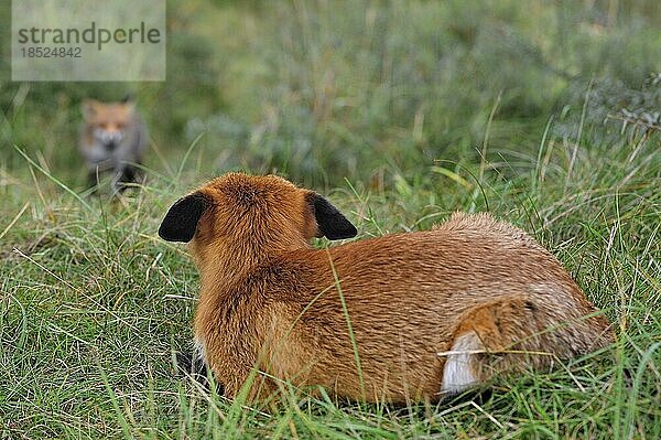 Territorialer Rotfuchs (Vulpes vulpes) in defensiver Haltung mit angelegten Ohren beobachtet einen in sein Revier eindringenden Rivalen im Grasland