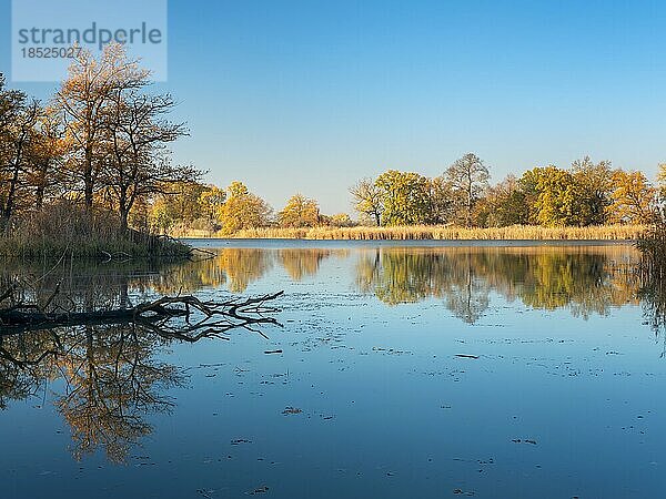 Herbst am Kühnauer See  Dessau-Wörlitzer Gartenreich  Dessau-Rosslau  Sachsen-Anhalt  Deutschland  Europa