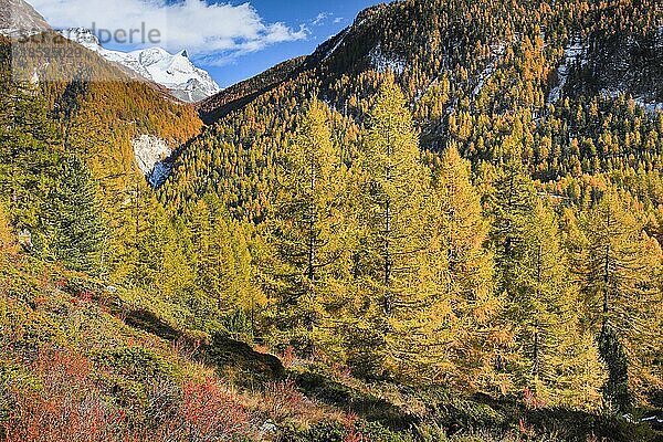Herbstlich verfärbte Lärchenwälder bei Zermatt mit Strahlhorn und Adlerhorn im Hintergund  Wallis  Schweiz  Europa