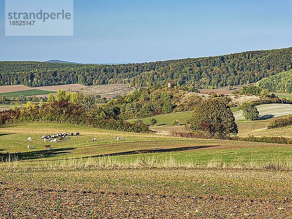 Typische Hügellandschaft in Nordhessen im Herbst  Ziegen auf Weide  hinten die Zierenberger Warte  Zierenberg  Habichtswald  Hessen  Deutschland  Europa