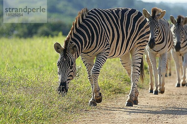 Burchell Zebras (Equus quagga burchellii)  Herde  die auf der unbefestigten Straße läuft  in Indianerfeile  Addo Elephant National Park  Ostkap  Südafrika