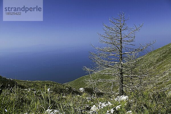 Nationalpark Llogara im Ceraunischen Gebirge in Südalbanien  verbrannte Konifere nach einem Waldbrand  Ionisches Meer  Llogara  Quark Vlora  Albanien  Europa