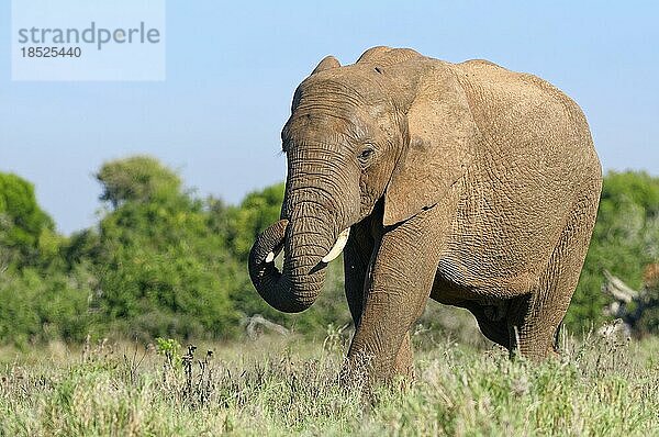 Afrikanischer Elefant (Loxodonta africana)  erwachsenes Männchen auf Futtersuche im Grasland  Addo Elephant National Park  Ostkap  Südafrika