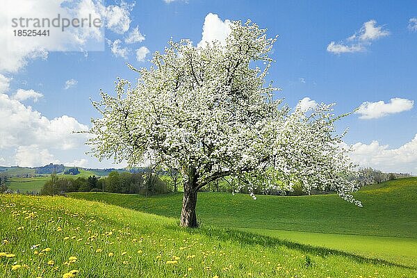 Alleinstehender blühender Birnbaum im Frühling auf dem Hirzel  Schweiz  Europa