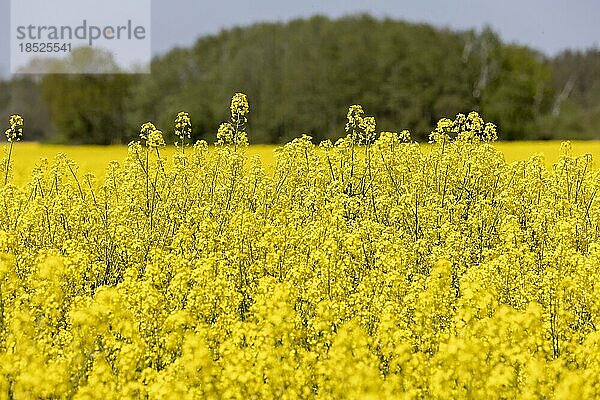 Rapsfeld.  Lüchow  Deutschland  Europa