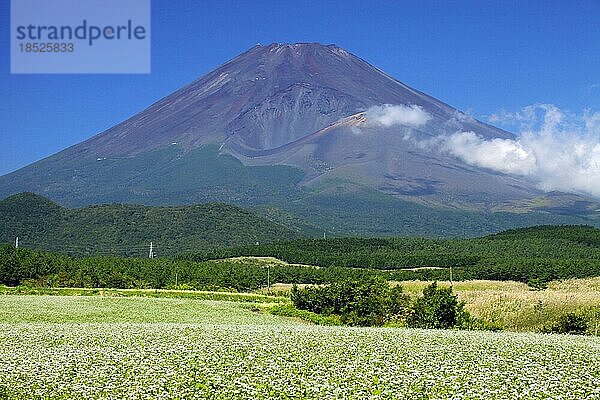 Berg Fuji und Buchweizenfeld Shizuoka Japan Asien