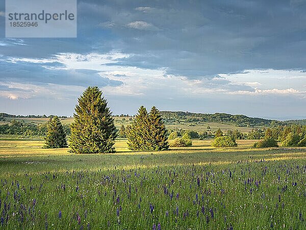 Typische Landschaft im Biosphärenreservat Rhön mit Wildblumenwiese  Bischofsheim in der Rhön  Unterfranken  Rhön  Bayerische Rhön  Bayern  Deutschland  Europa