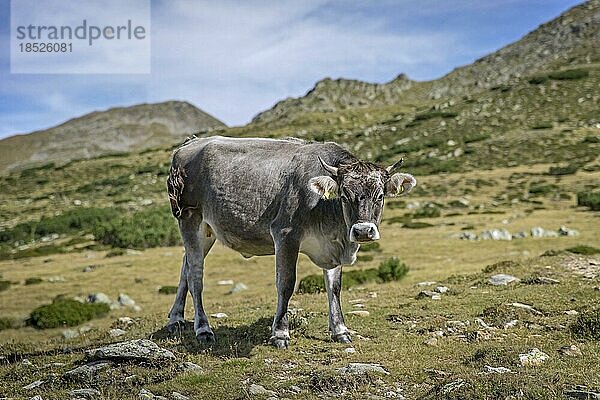 Graue Kuh auf der Alm im Sommer  Südtirol  Südtirol  Italien  Europa
