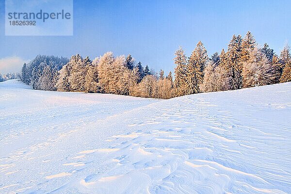 Eisiger Morgen bei Sonnenaufgang mit Blick über windverwehte Schneeflächen hin zu mit Raureif überzogenen Bäumen am Waldrand im Hintergrund  Zürcher Oberland  Schweiz  Europa