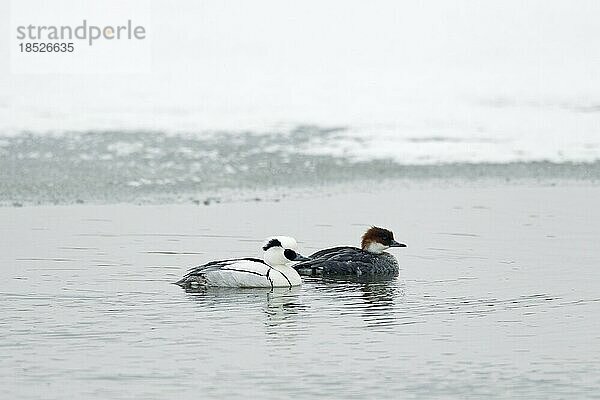 Zwergsäger (Mergus albellus)  Männchen und Weibchen  schwimmend in einem Eisloch im See im Winter