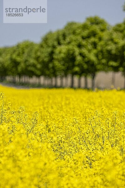 Alleebäume hinter einem Rapsfeld.  Lüchow  Deutschland  Europa