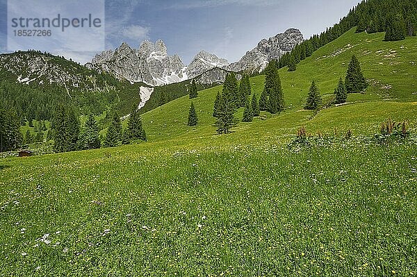 Almwiese vor der großen Bischofsmütze  Gosaukamm  Dachsteinmassiv  Filzmoos  Pongau  Salzburg  Österreich  Europa