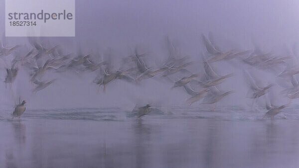 Graugans (Anser anser) Abflug im Nebel  Wintergast  Zugvogel  Gänseschwarm  Rastvogel  Seenlandschaft  Wischer-Aufnahme  Silhouette  Biosphärenreservat Mittelelbe  Flusslandschaft Mittelelbe  Sachsen-Anhalt  Deutschland  Europa