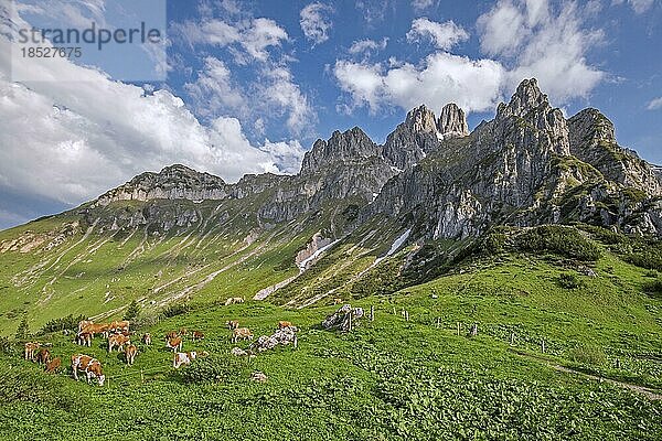 Alpenkühe und der Berg Große Bischofsmütze  Bischofsmütze  Gosaukamm  Dachsteingebirge  Obersteiermark  Steiermark  Österreich  Europa