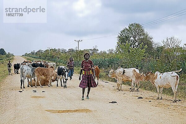 Zwei schwarze Frauen vom Stamm der Banna  Banya  hüten ihr Vieh auf einer unbefestigten Straße im unteren Omotal Debub Omo Zone  Südäthiopien