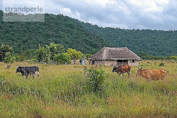 Kleiner Bauernhof mit Kühen in der Savanne entlang der unbefestigten Straße Linden Lethem  die Lethem und Georgetown verbindet  in der Regenzeit  Guyana  Südamerika