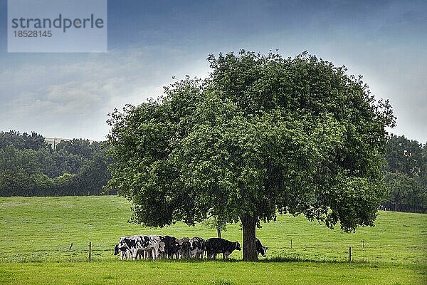 Kühe suchen während eines Regengusses Schutz unter einem Baum auf einem Feld