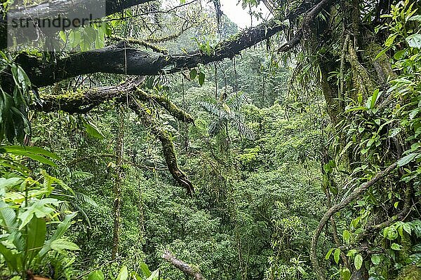 La Fortuna  Costa Rica  Mistico Hängebrücken Park. Der Park ermöglicht es Touristen  durch den Regenwald zu wandern  auch in den Baumwipfeln auf mehreren langen Hängebrücken  Mittelamerika