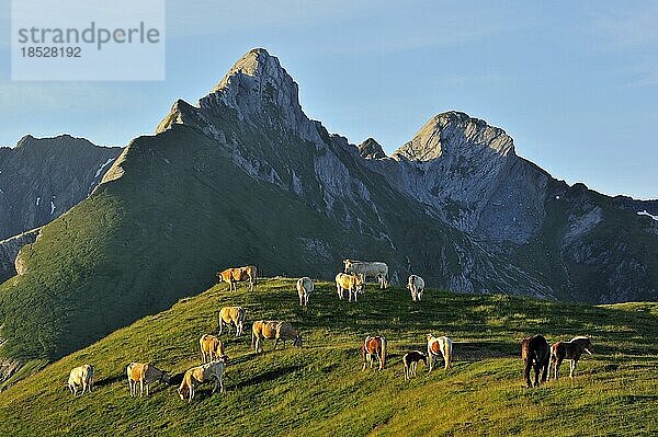 Hausrinder (Bos taurus) und freilaufende Pferde in den Pyrénées Atlantiques  Pyrenäen  Frankreich  Europa