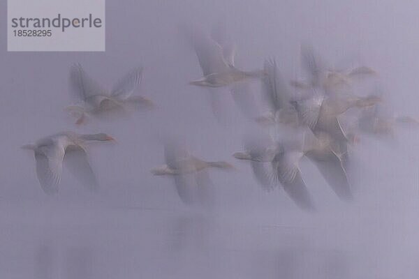 Graugans (Anser anser) Abflug im Nebel  Wintergast  Zugvogel  Gänseschwarm  Rastvogel  Seenlandschaft  Wischer-Aufnahme  Silhouette  Biosphärenreservat Mittelelbe  Flusslandschaft Mittelelbe  Sachsen-Anhalt  Deutschland  Europa