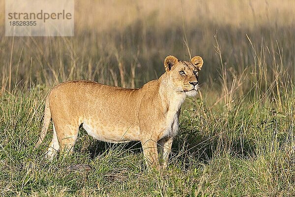 Löwin (Panthera leo)  steht in der Savanne  Masai Mara Naitionalpark  Kenia  Afrika