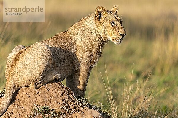 Löwin (Panthera leo)  sitzt auf einem Erdhügel  Masai Mara Naitionalpark  Kenia  Afrika
