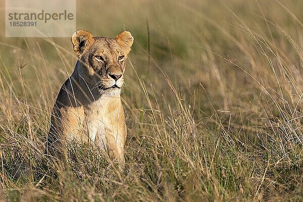 Löwin (Panthera leo)  liegt in Gras  Masai Mara Naitionalpark  Kenia  Afrika