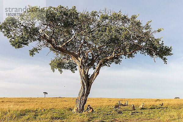 Eine Gruppe Löwen (Panthera leo)  ruhen unter einem Baum  Masai Mara Naitionalpark  Kenia  Afrika
