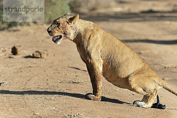 Löwe (Panthera leo)  scheisst  Samburu National Reserve  Kenia  Afrika