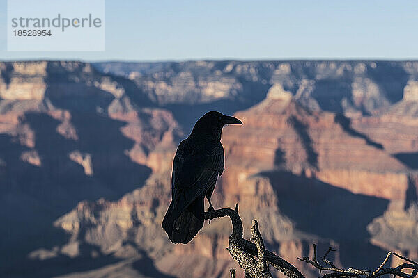 Vereinigte Staaten  Arizona  Grand-Canyon-Nationalpark  Südrand  Silhouette eines Raben