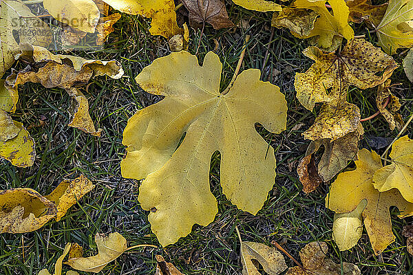 Herbstliche Feigenblätter liegen auf dem Boden