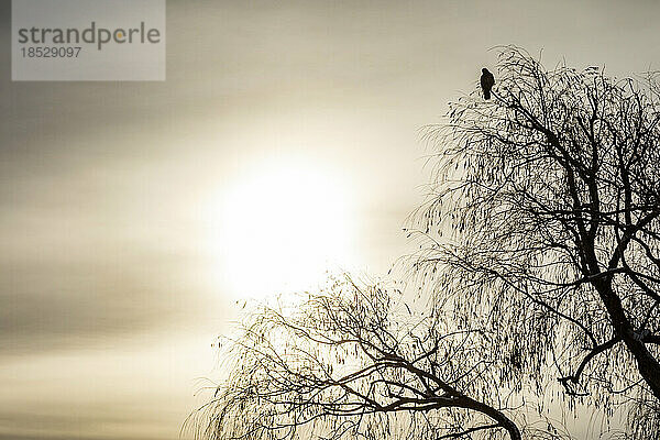 Einsamer Falke sitzt im Winterbaum
