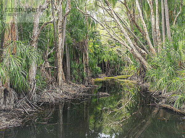 Australien  Queensland  Agnes Water  üppige Bäume entlang eines schmalen Baches im Wald
