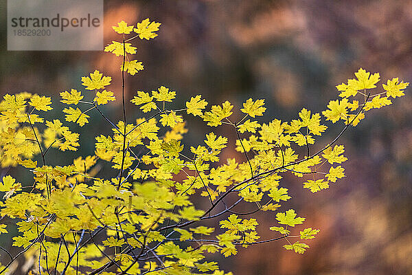 Vereinigte Staaten  Utah  Zion-Nationalpark  Herbstblätter auf einem Ast