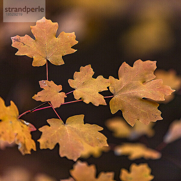 Herbstblätter auf Zweig im Zion-Nationalpark