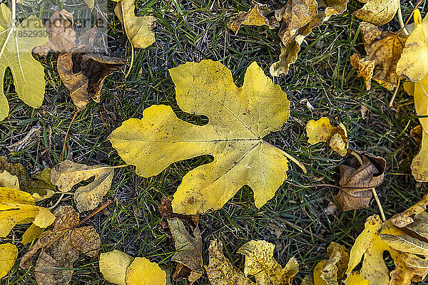 Herbstliche Feigenblätter liegen auf dem Boden