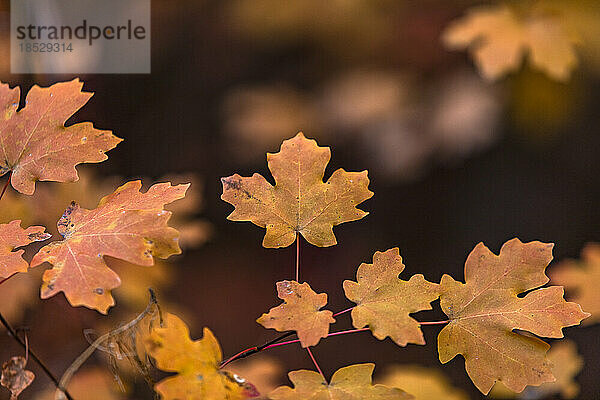 Herbstblätter auf Zweig im Zion-Nationalpark