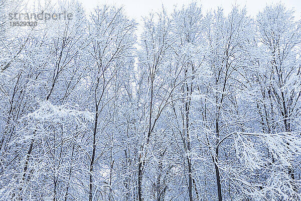Bäume mit Neuschnee bedeckt