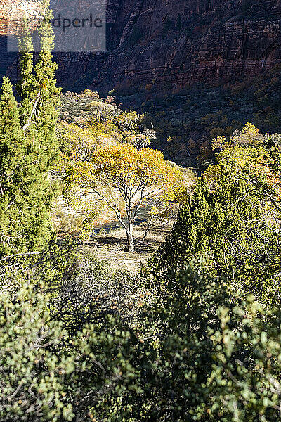 Blick auf den Herbstbaum im Tal im Zion-Nationalpark