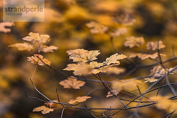 Herbstblätter auf Zweig im Zion-Nationalpark