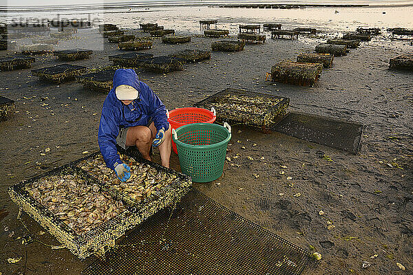 Eine Frau sammelt Austern von den Austernbänken der Stadt Brewster; Brewster  Massachusetts  USA.