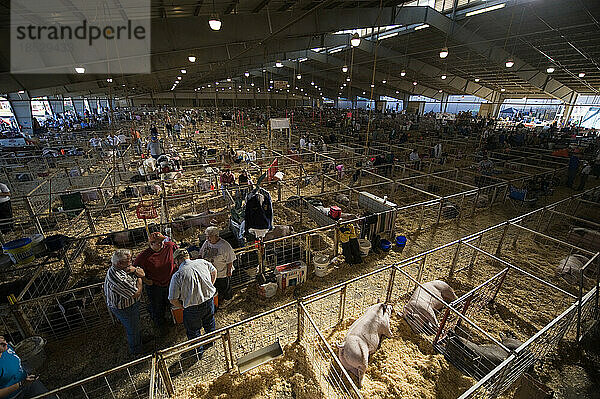 Die 4-H-Schweineschau auf der Tulsa State Fair; Tulsa  Oklahoma  Vereinigte Staaten von Amerika
