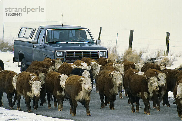 Rindertransport auf einer Ranch  in der Nähe von Likely  Kalifornien  USA; Kalifornien  Vereinigte Staaten von Amerika