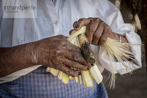 Nahaufnahme der Hände einer älteren Frau  die Maisstöcke verpackt; Ejido Hidalgo  San Luis  Mexiko