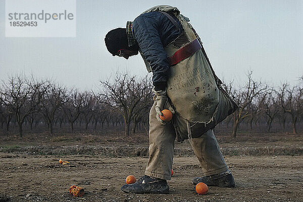 Ein älterer Mann pflückt Orangen in Kaliforniens Zitrusanbaugebiet; Orland  Nordkalifornien  Vereinigte Staaten von Amerika