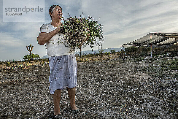Eine Frau  die Kakteen züchtet  steht in der trockenen Landschaft und hält einen Arm voller Pflanzen; Matehuala  Mexiko