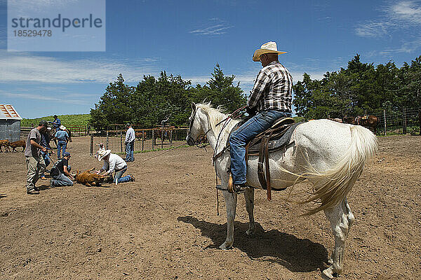 Ein Mann auf einem Pferd überwacht das Brennen von Rindern; Burwell  Nebraska  Vereinigte Staaten von Amerika