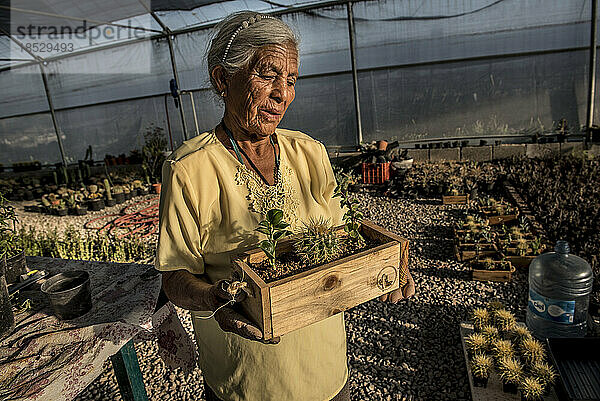 Frau steht in einem Gewächshaus und hält einen hölzernen Pflanzkasten mit Kaktuspflanzen; Ejido Hidalgo  San Luis  Mexiko