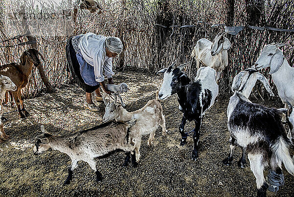 Frau hütet Ziegen in einer landwirtschaftlichen Genossenschaft; Ejido Hidalgo  San Luis  Mexiko