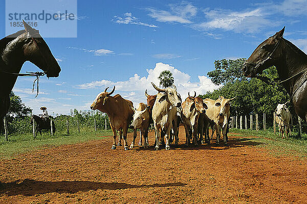 Cowboys umringen eine kleine Gruppe von Zebu-Rindern; Pantanal  Brasilien